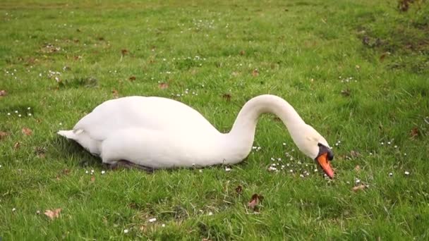 Ein Schöner Großer Schwan Zupft Gras — Stockvideo