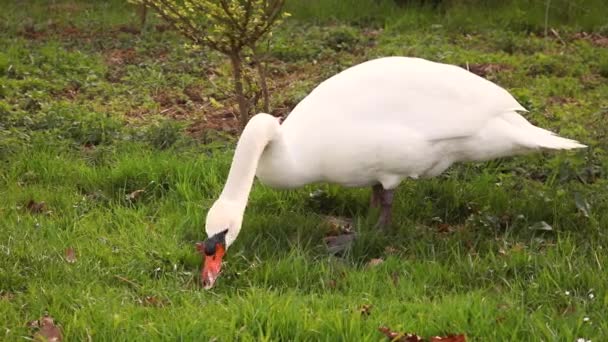 Een Mooie Grote Zwaan Eet Gras — Stockvideo