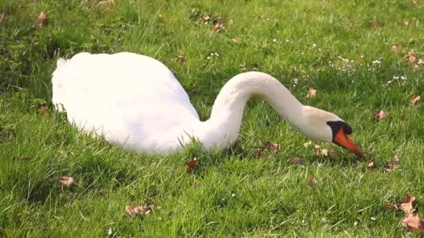 Vacker Svan Ligger Gräset Och Äter — Stockvideo