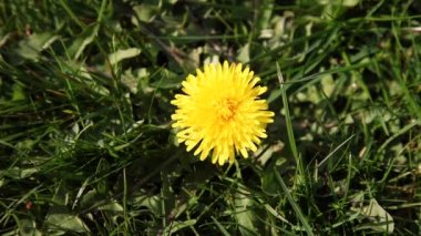 Sow devedikeni rüzgarda hareket eder