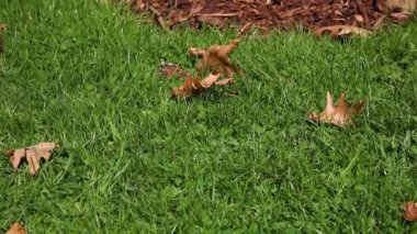 yaprakları çim üzerinde, rüzgar rüzgarları ile hareket yatıyor