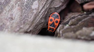Avrupa ateş böceği Pyrrhocoris apterus bir ağacın kabuğu altında gizler
