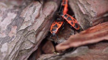 Üreme sürecinde Avrupa ateş böceği Pyrrhocoris apterus