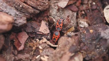 üreme sürecinde Avrupa ateş böceği Pyrrhocoris apterus yakın çekim