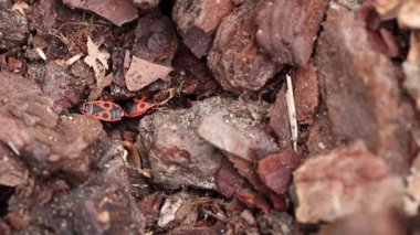 Avrupa firebug Pyrrhocoris apterus ağaçların kabuğuyaşayan böcek türü