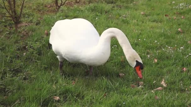 Close Beautiful Swan Standing Grass Eats — Stock Video