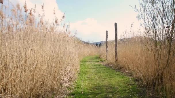 Footage Paths Tall Grasses — Stock Video