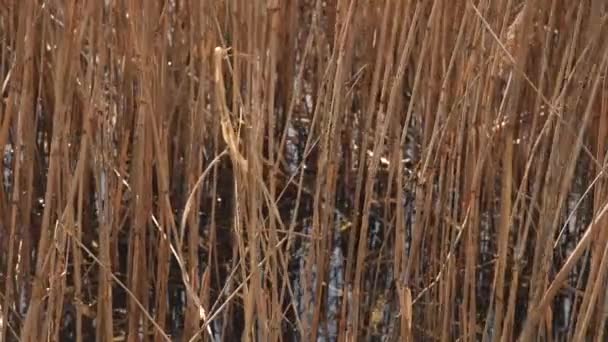 Gros Plan Sur Herbe Bambou Balançant Dans Vent — Video