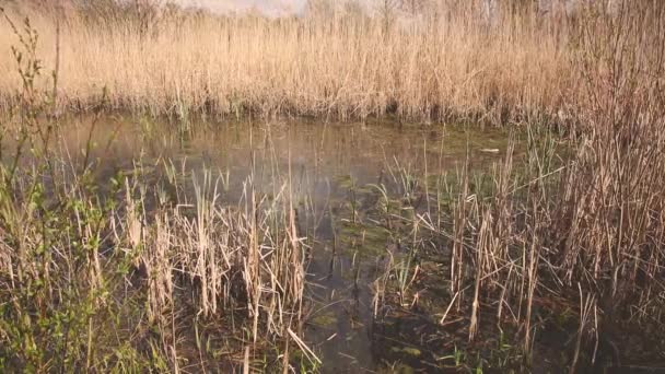 池塘和草在风中飘动的镜头 — 图库视频影像