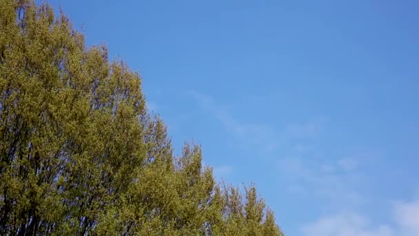 Bäume Wiegen Sich Langsam Windblauen Himmel — Stockvideo