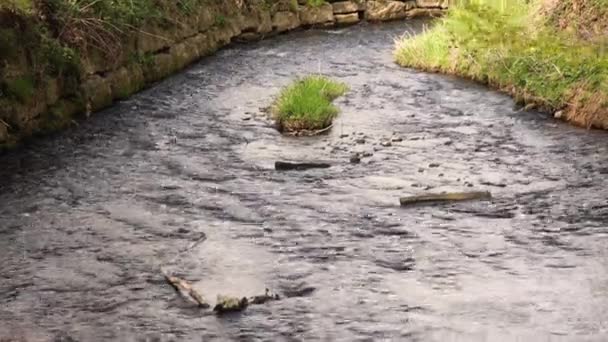 Eine Kleine Grasinsel Der Mitte Des Flusses — Stockvideo