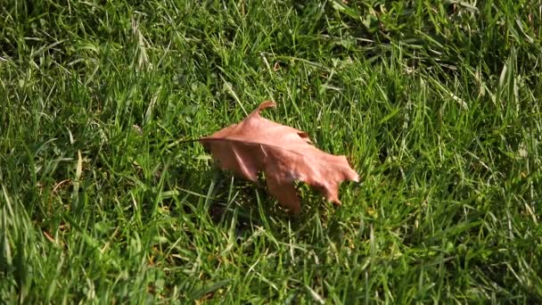 Leaf Grass Moves Gusts Wind — Stock Video