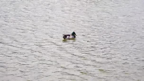 Die Ente Reinigt Die Federn Die Auf Dem Wasser Treiben — Stockvideo