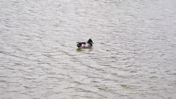 Canard Nettoie Les Plumes Flottant Sur Eau — Video