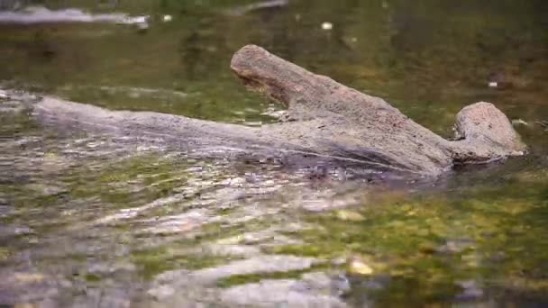 Wasser Fließt Ein Großes Stück Ast Nahaufnahme — Stockvideo