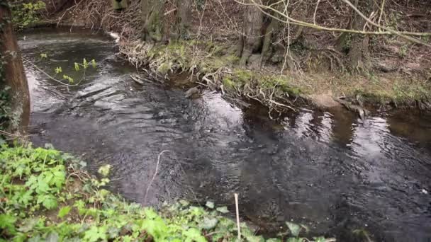 Vatten Rinner Flodbädden Bredvid Ett Gammalt Träd — Stockvideo