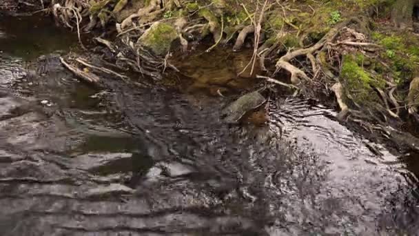 Agua Fluye Lecho Del Río Junto Las Raíces Del Árbol — Vídeos de Stock