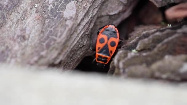 Europese Firebug Pyrrhocoris Wants Het Verbergt Onder Schors Van Een — Stockvideo