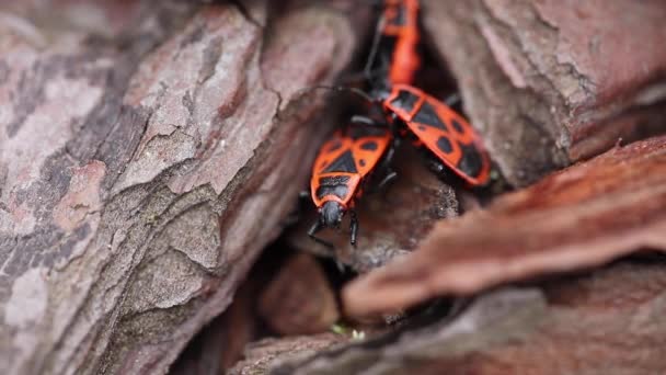 Європейський Червоноклоп Firebug Apterus Під Час Процесу Розмноження — стокове відео