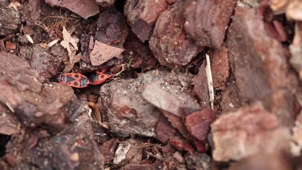 Europäische Feuerwanze Pyrrhocoris Apterus Eine Art Käfer Die Der Rinde — Stockvideo