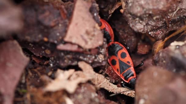 Närbild Europeiska Firebug Pyrrhocoris Apterus Typ Buggar Som Lever Barken — Stockvideo