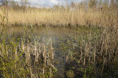 su dışında büyüyen yüksek çim