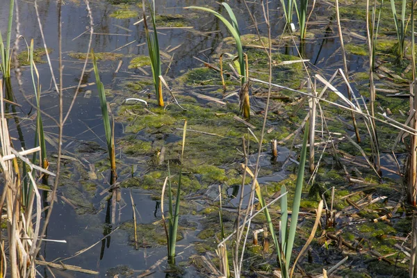 Erba che cresce in una piscina — Foto Stock