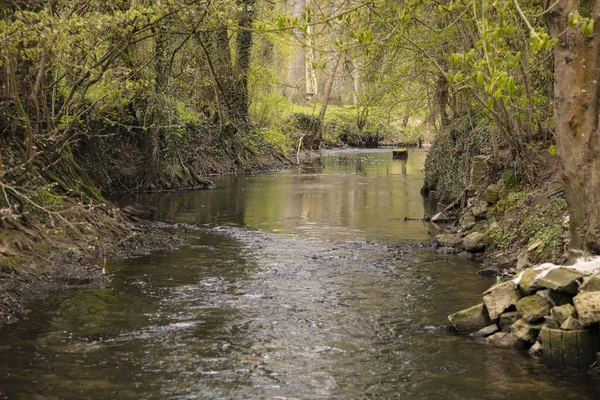 Letto del fiume, alberi e boscaglie ai lati — Foto Stock