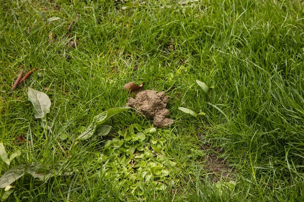 Excrementos de cães na grama em um parque público — Fotografia de Stock