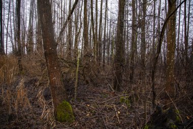 yağmur mevsiminde ormanda ağaçlar, closeup