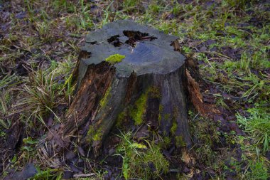 kesilmiş bir ağacın eski gövdesi, closeup