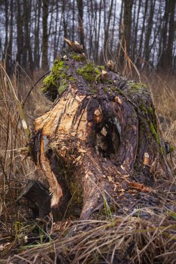 kunduzlar tarafından kesilmiş bir ağaç parçası, yakın