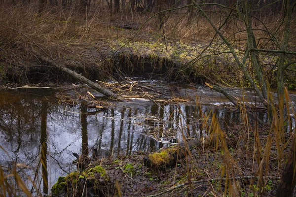 Diga di castori fatti sul fiume, vista dal retro — Foto Stock