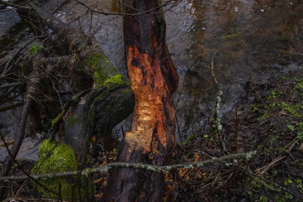 Mordeduras de castor visibles en el árbol , —  Fotos de Stock