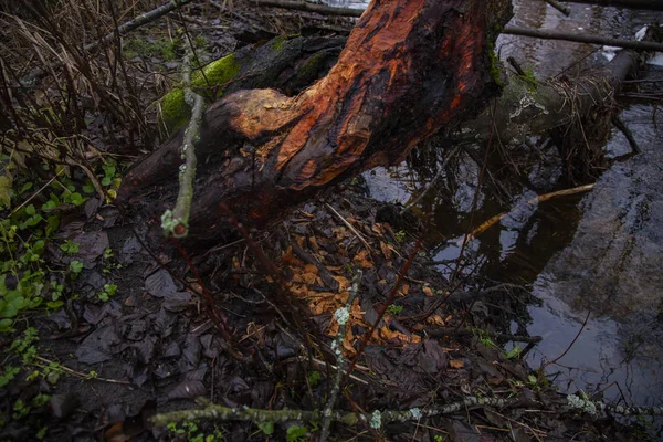 Visible beaver bites on the tree, — Stock Photo, Image