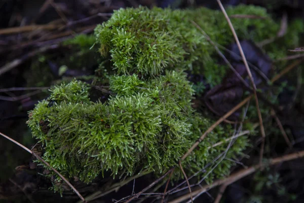 Bellissimo muschio verde che cresce su un albero — Foto Stock