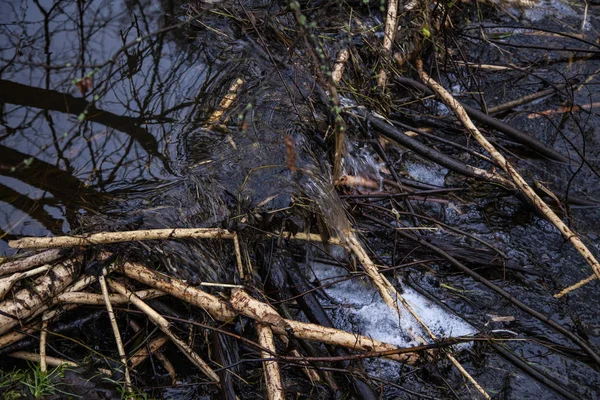 Diga di castori sul fiume, vista dall'alto, da vicino — Foto Stock