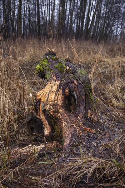 Pedazo de un árbol cortado por castores —  Fotos de Stock
