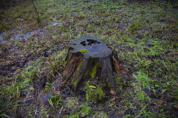 Tronco vecchio di un albero di taglio — Foto Stock