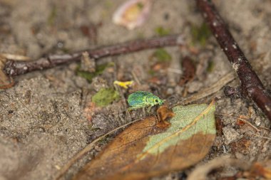 Polydrusus sericeus, Yeşil Göçmen Yaprağı Weevil, nat yürüme