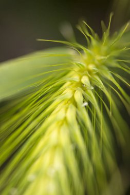 çavdar bıçağı, aşırı yakın çekim
