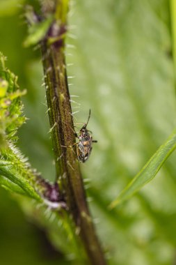 küçük böcek yeşil bir kök tırmanıyor