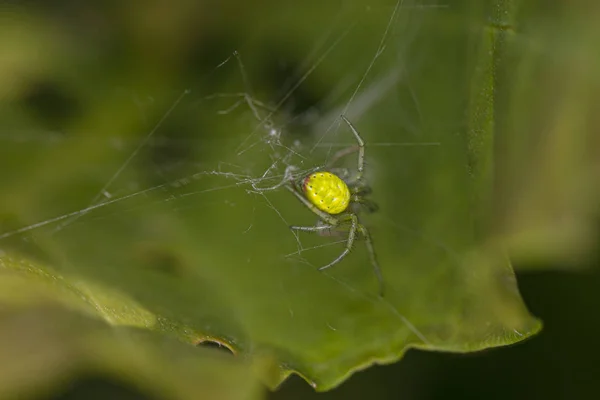Pók sárga vissza a pókháló — Stock Fotó