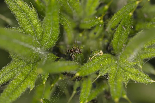 緑の葉に隠れているクモ — ストック写真