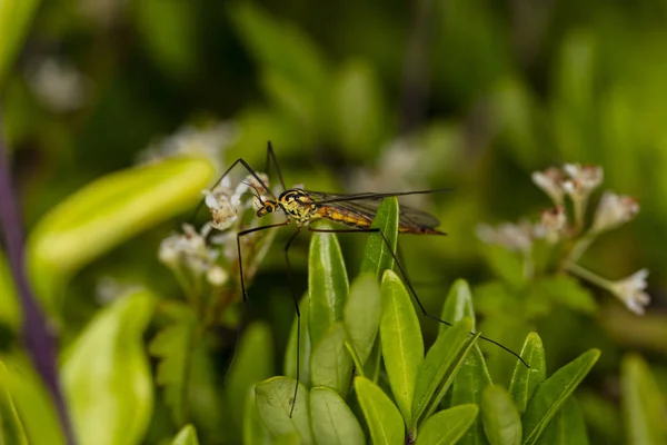 Picture of mosquito from very close — Stock Photo, Image