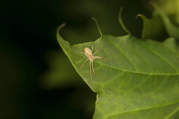 Pequena aranha sentada na folha — Fotografia de Stock