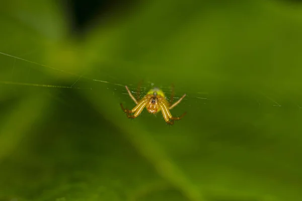 Aranha pendura na teia de aranha — Fotografia de Stock