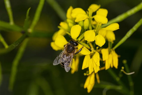 ミツバチは黄色い花の上に座っている — ストック写真