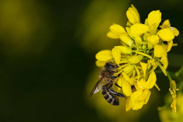 ミツバチは黄色い花の上に座っている — ストック写真
