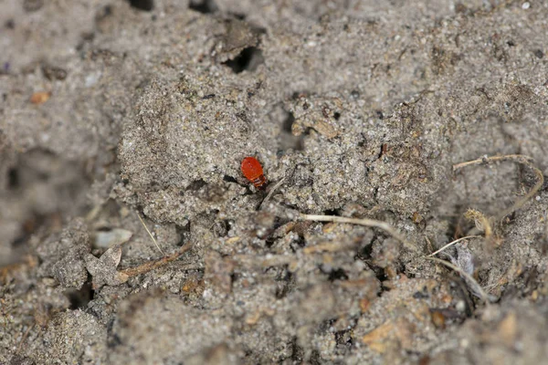 bizarre red creatures are sitting on the ground
